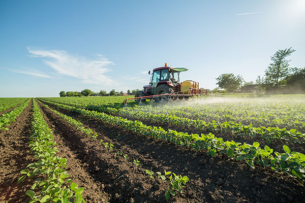 Sprinkling chemicals on the crops in a farm using tractor