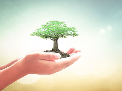 Holding a full grown tree in hands under the blue sky